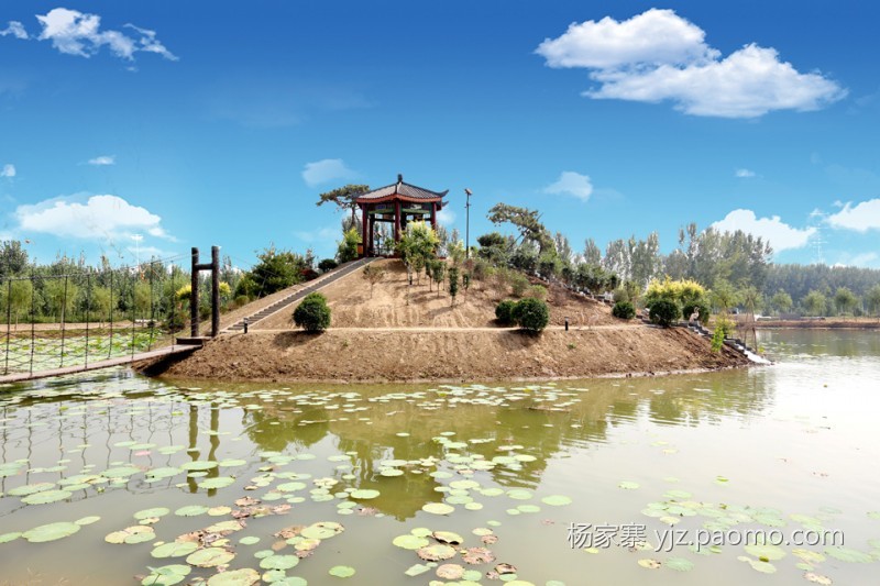 香河杨家寨万亩荷花塘